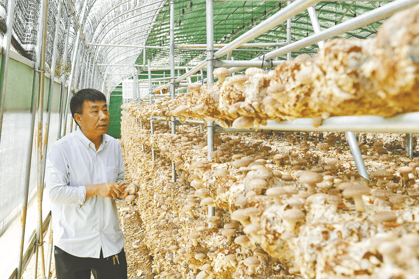 洛南縣靈口鎮寬坪村村民馬宏展示種植的辣椒.