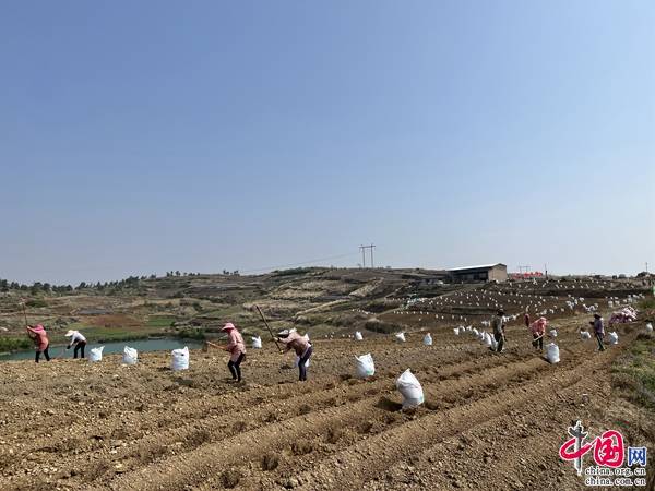 雲南石林宜奈人參果有了身份證從地裡到餐桌全程可追溯