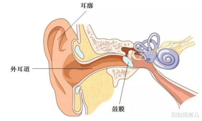 宝妈们，宝宝的耳朵可不能随便“掏”哦