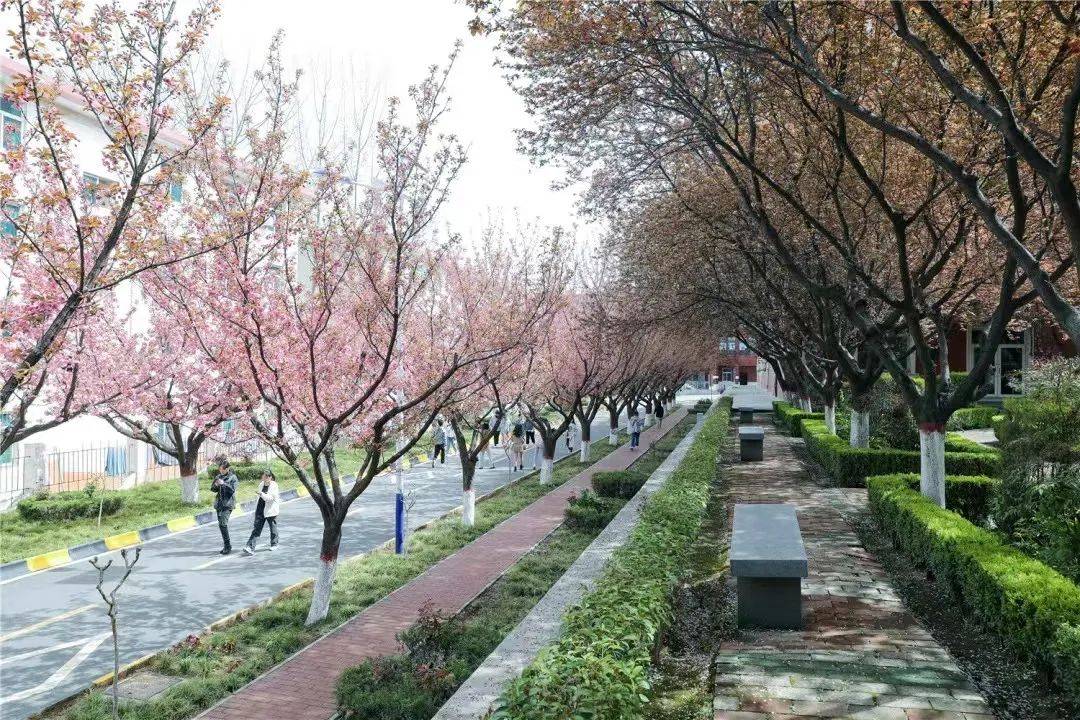 宿舍|西安翻译学院樱花盛开，春天限定浪漫之约