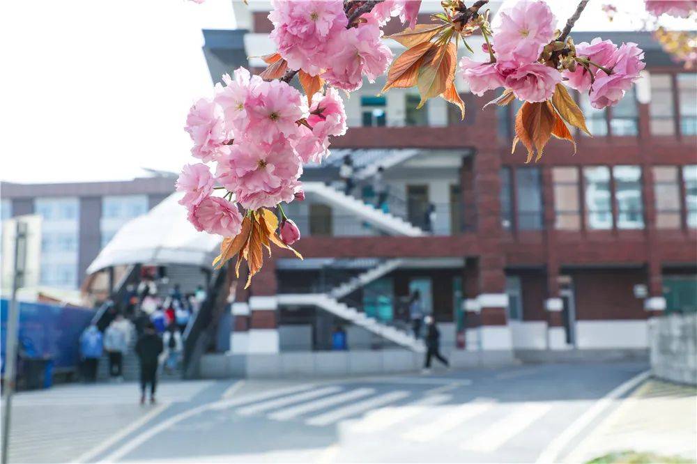 宿舍|西安翻译学院樱花盛开，春天限定浪漫之约