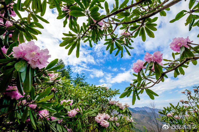 四海|春漾三秦 木王国家森林公园千亩杜鹃映染绚丽春色