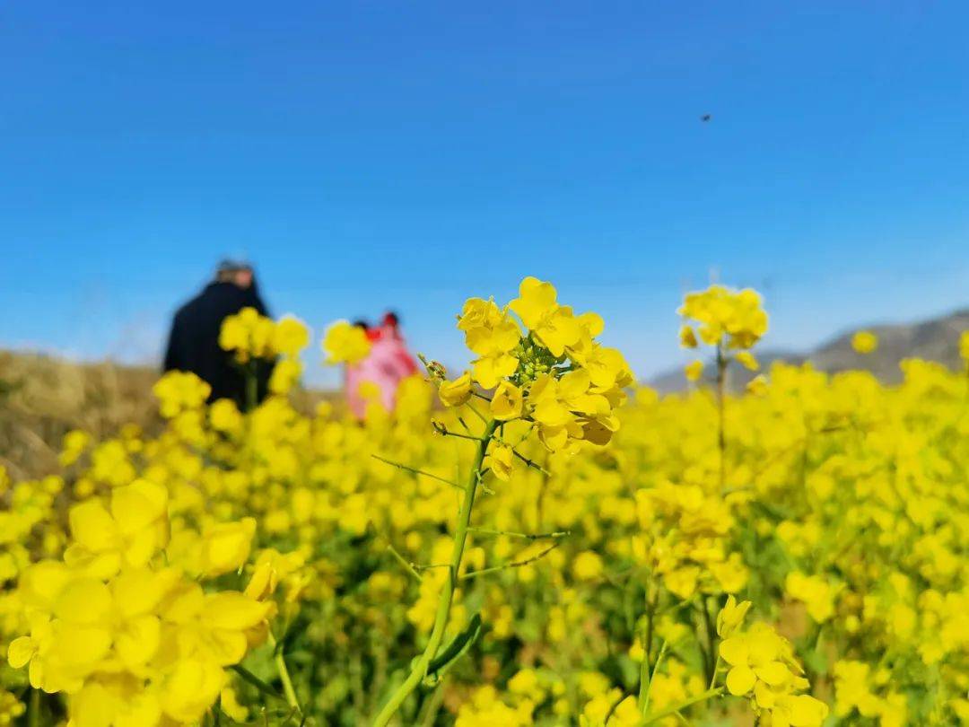 双泉镇油菜花图片