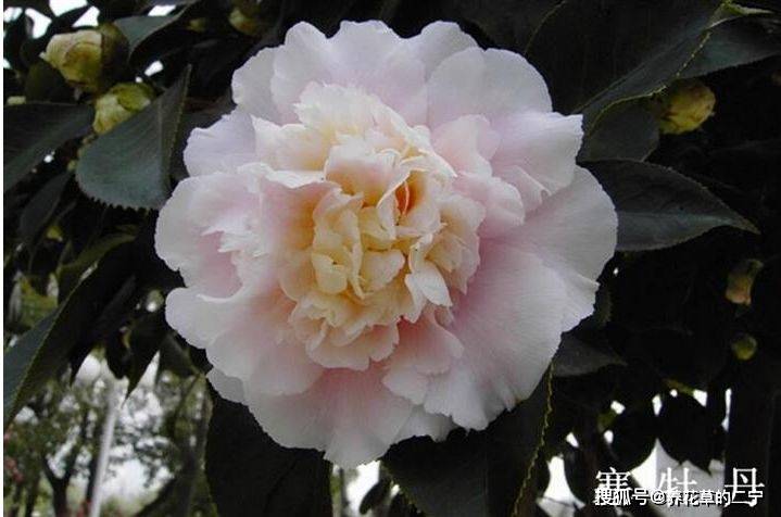 此花号称赛牡丹 花大色嫩粉如少女 比吊兰好养 花开满枝易爆盆 茶花 品种 盆栽