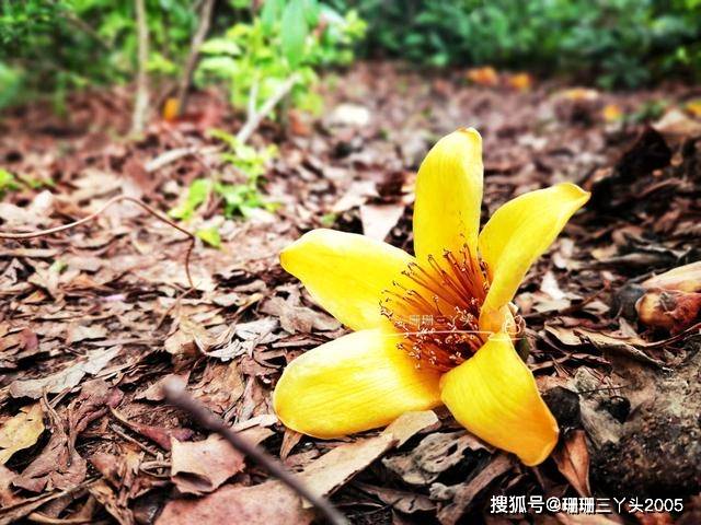 广州这文化广场有棵“罕见”木棉树，开“黄色”花儿，叹：颜值高
