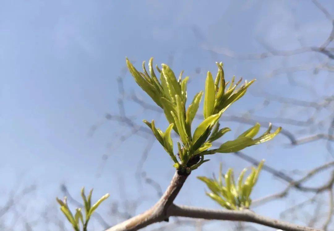 这个夏天就喝们吴堡栆芽茶