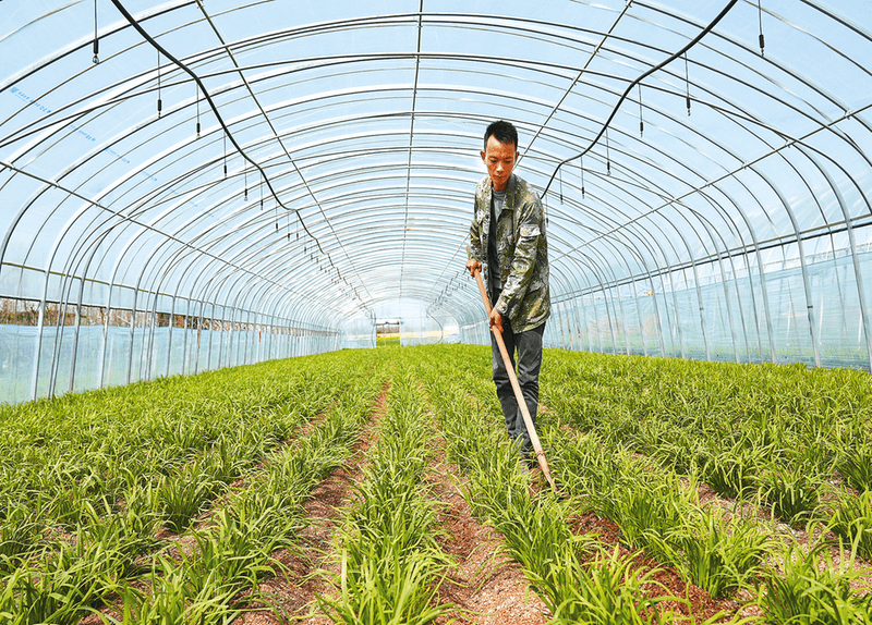 近日,在驛城區順河街道趙莊村韭菜大棚內,種植戶張偉正在整理菜地.