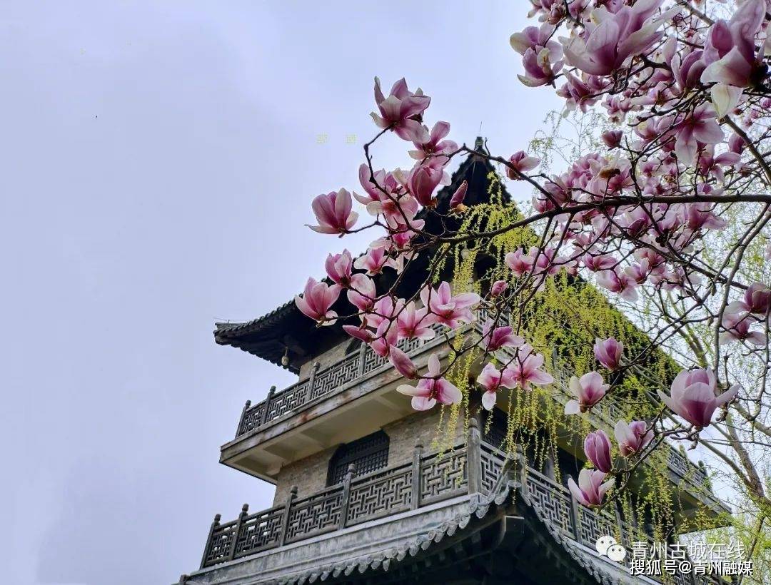 青州古城一城烟雨半城花这里有醉美的江南之春