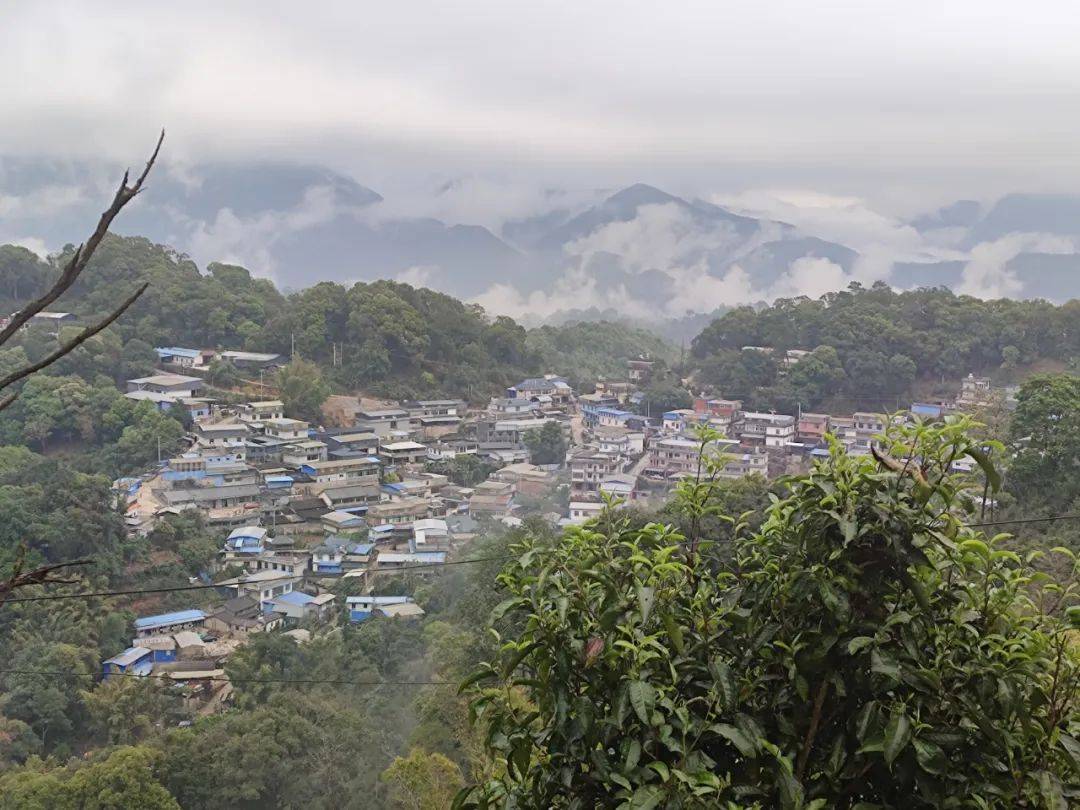 麻黑寨驻点工作人员麻黑,位于西双版纳州勐腊县六大茶山的易武茶区