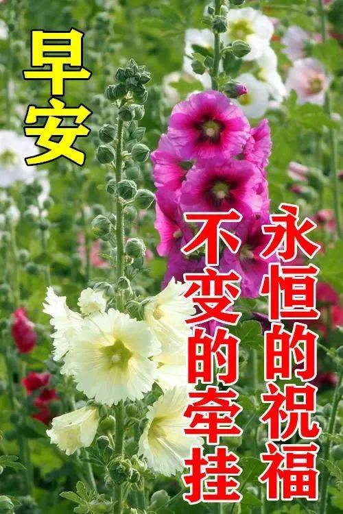 原創8張最新漂亮早上好圖片鮮花帶字帶祝福語2022最美早安問候祝福