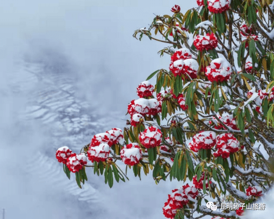 雪山杜鹃花照片图片