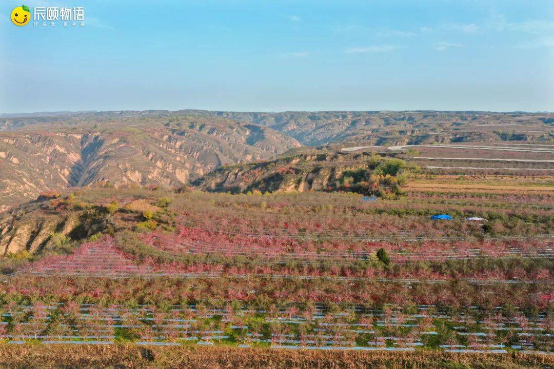 辰颐物语不爱吃苹果一颗洛川就够了