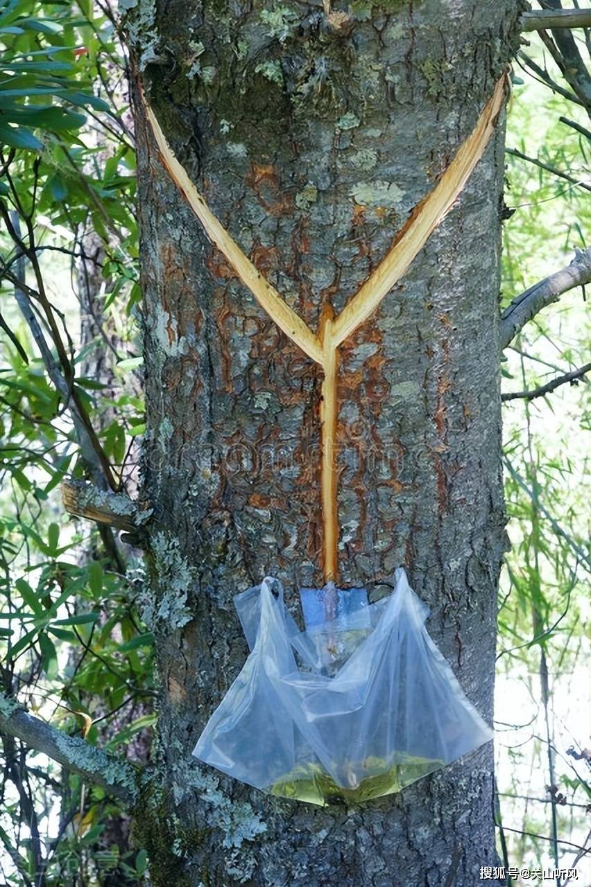 有才道:"关系可大啦,关系到松油的等级.