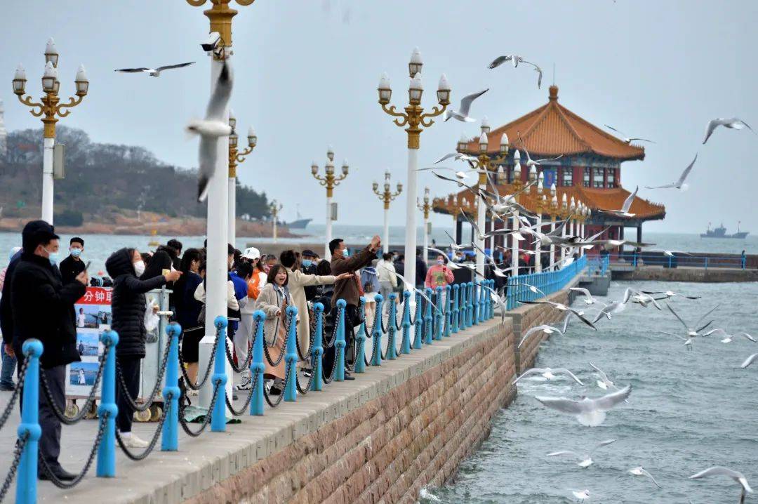青岛栈桥的海鸥图片