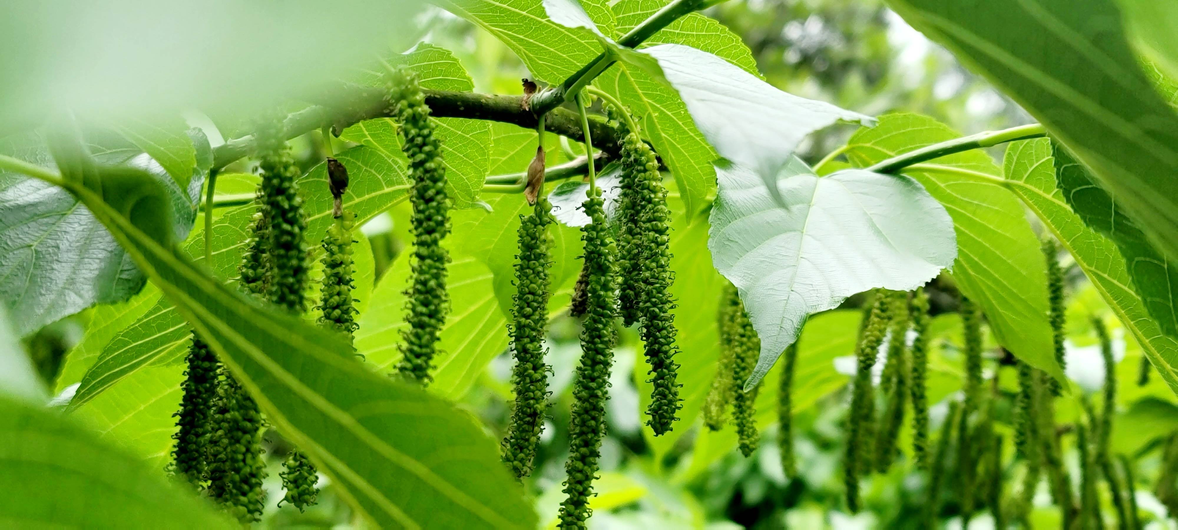 据悉梭子村气候适宜,雨水丰富,土较好质,适合桑树生长,所产桑葚颗粒