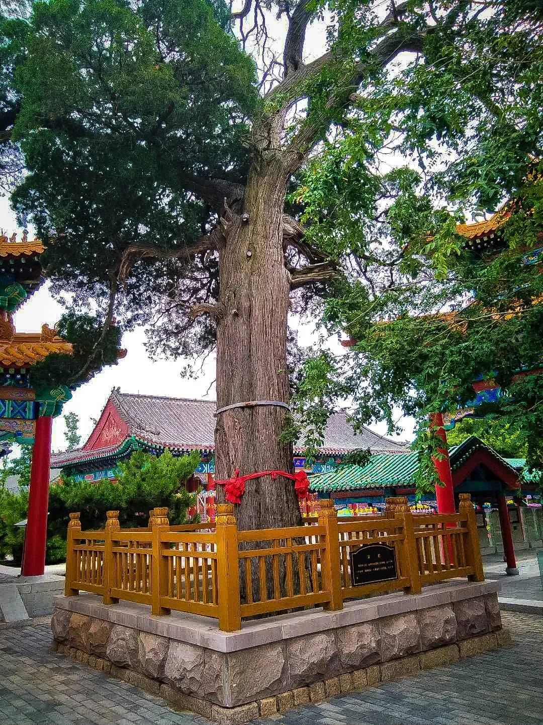 潍坊沂山文化专栏61镇山千年古刹东镇庙之千年古树