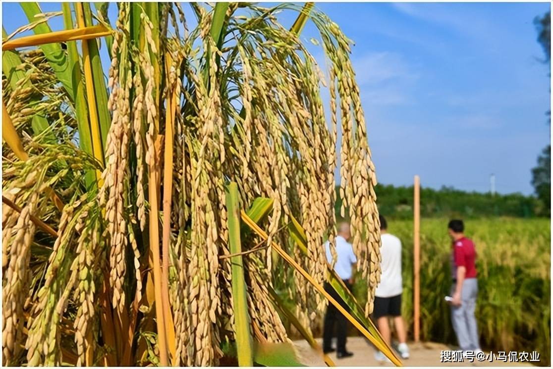原创2米巨型稻亩产1600斤袁老禾下乘凉梦成真穗比扫帚长