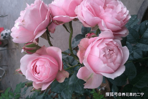 爱上养花,就养花中极品"世霸",名声霸气,花开粉嫩温柔似少女_品种