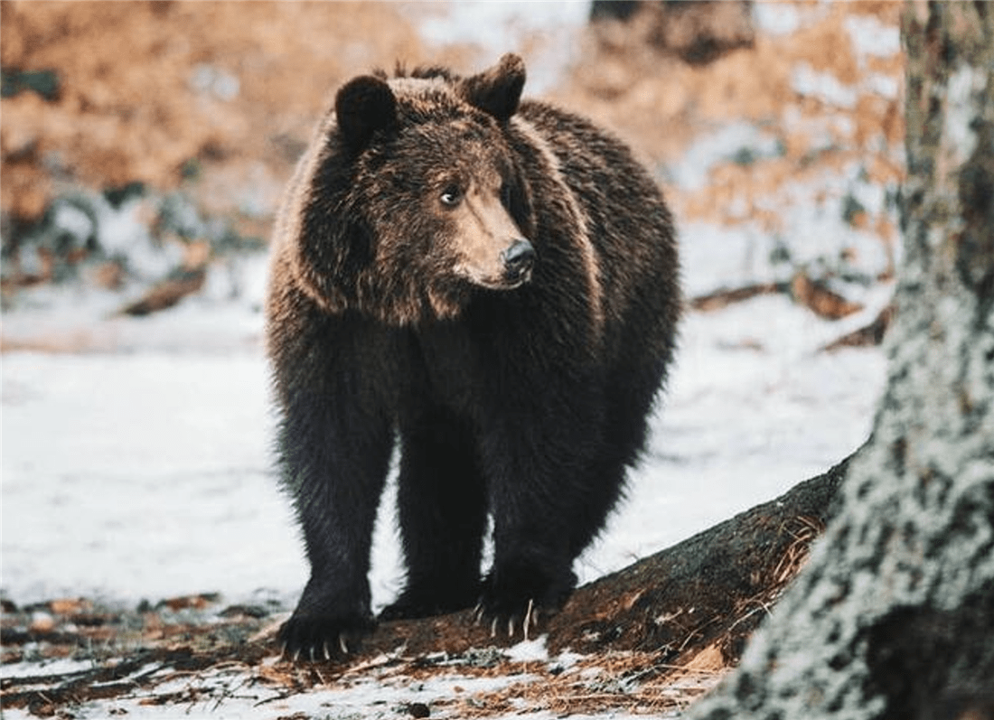 从外表看,乌苏里棕熊有点憨厚,但实际上,它是相当凶猛的