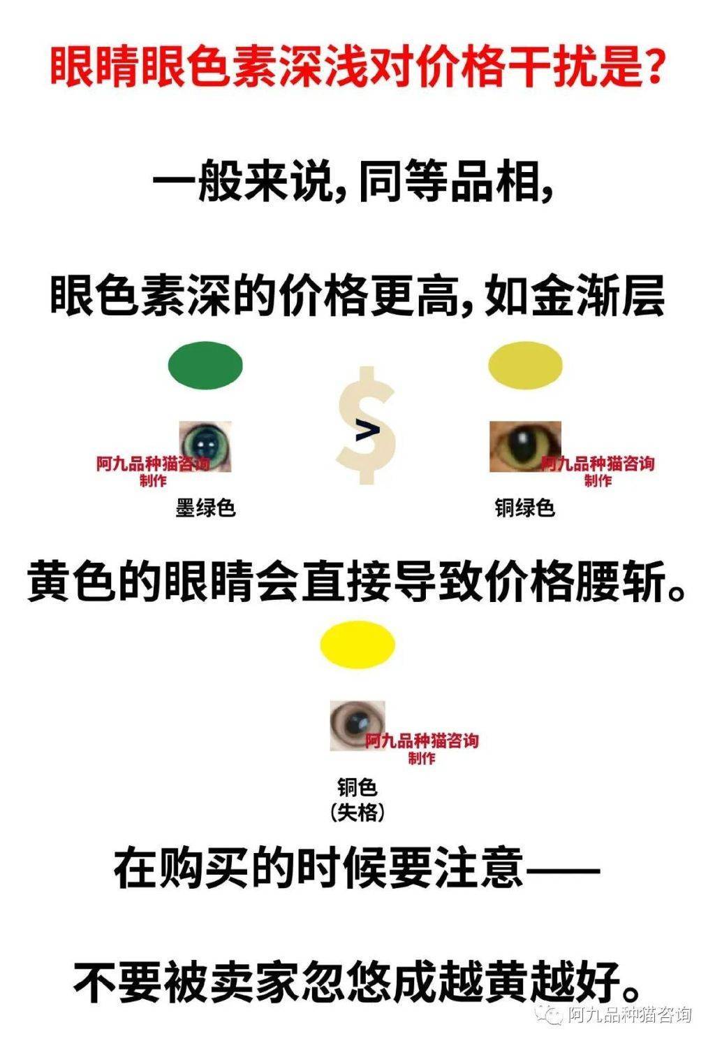 四个月金渐层眼睛不绿,金渐层灰眼睛,金渐层眼睛绿色怎么配_颜色_违规