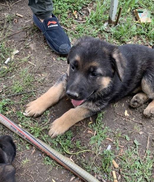 原创这几只德牧小时候挺喜欢叠罗汉都不愿意在最底下