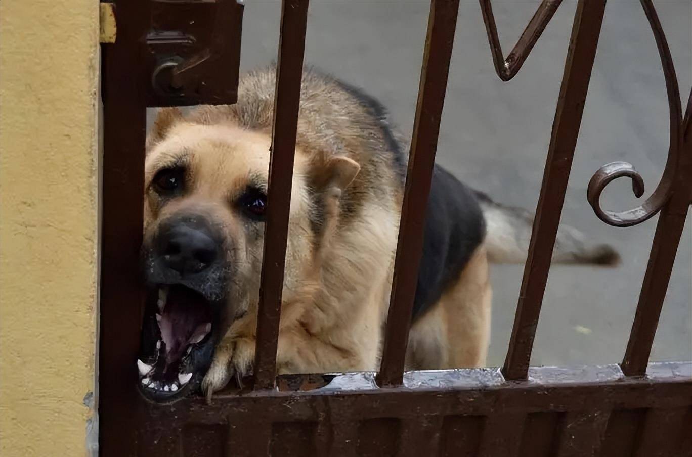 农村的狗为何总是半夜三更突然对着空无一人的门外狂吠