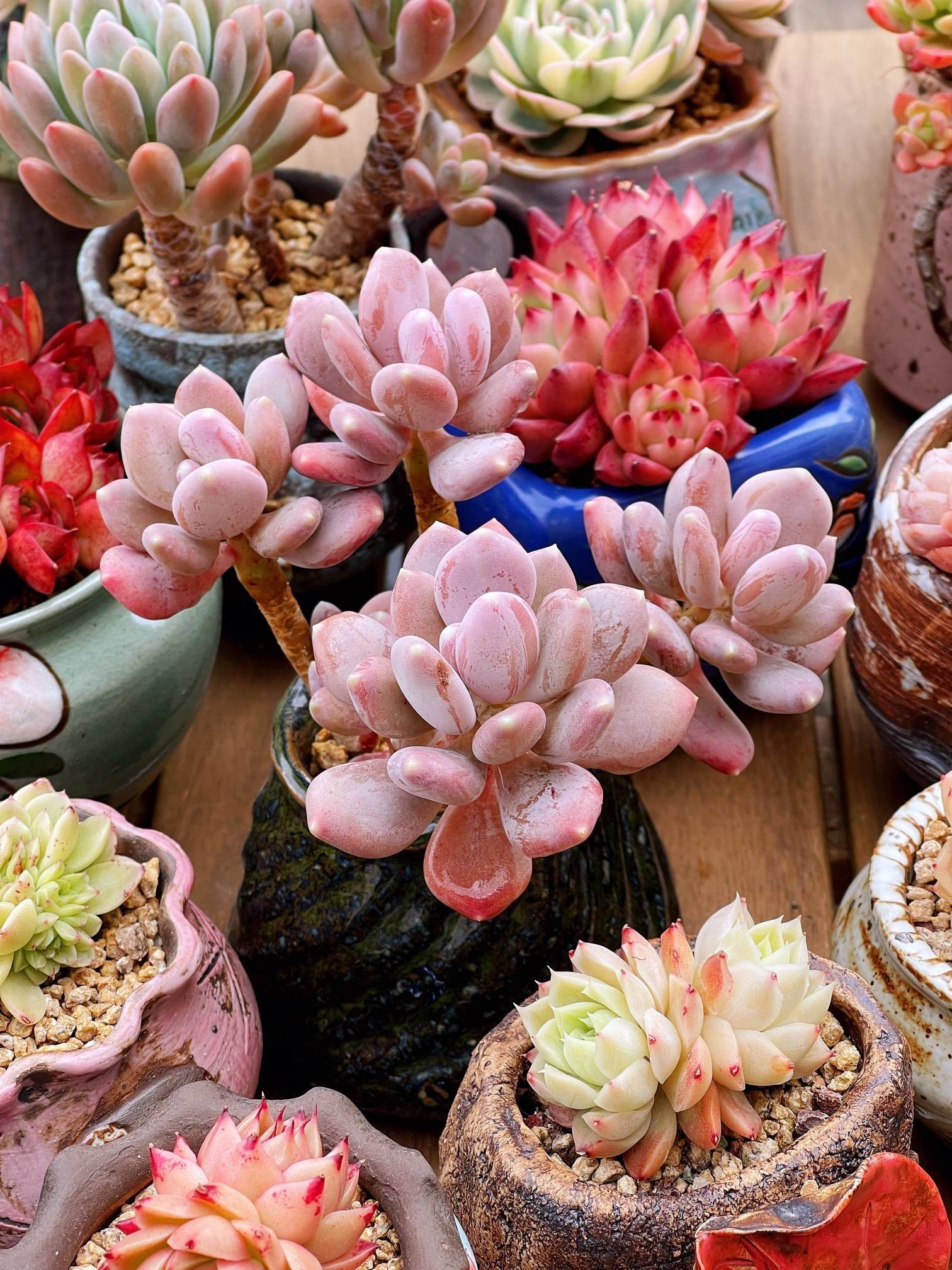 关于浇水的一些小知识 建议收藏 植物 土壤 温度