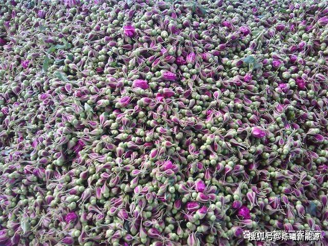 玫瑰花烘干机助力玫瑰花种植户走上致富康庄大道