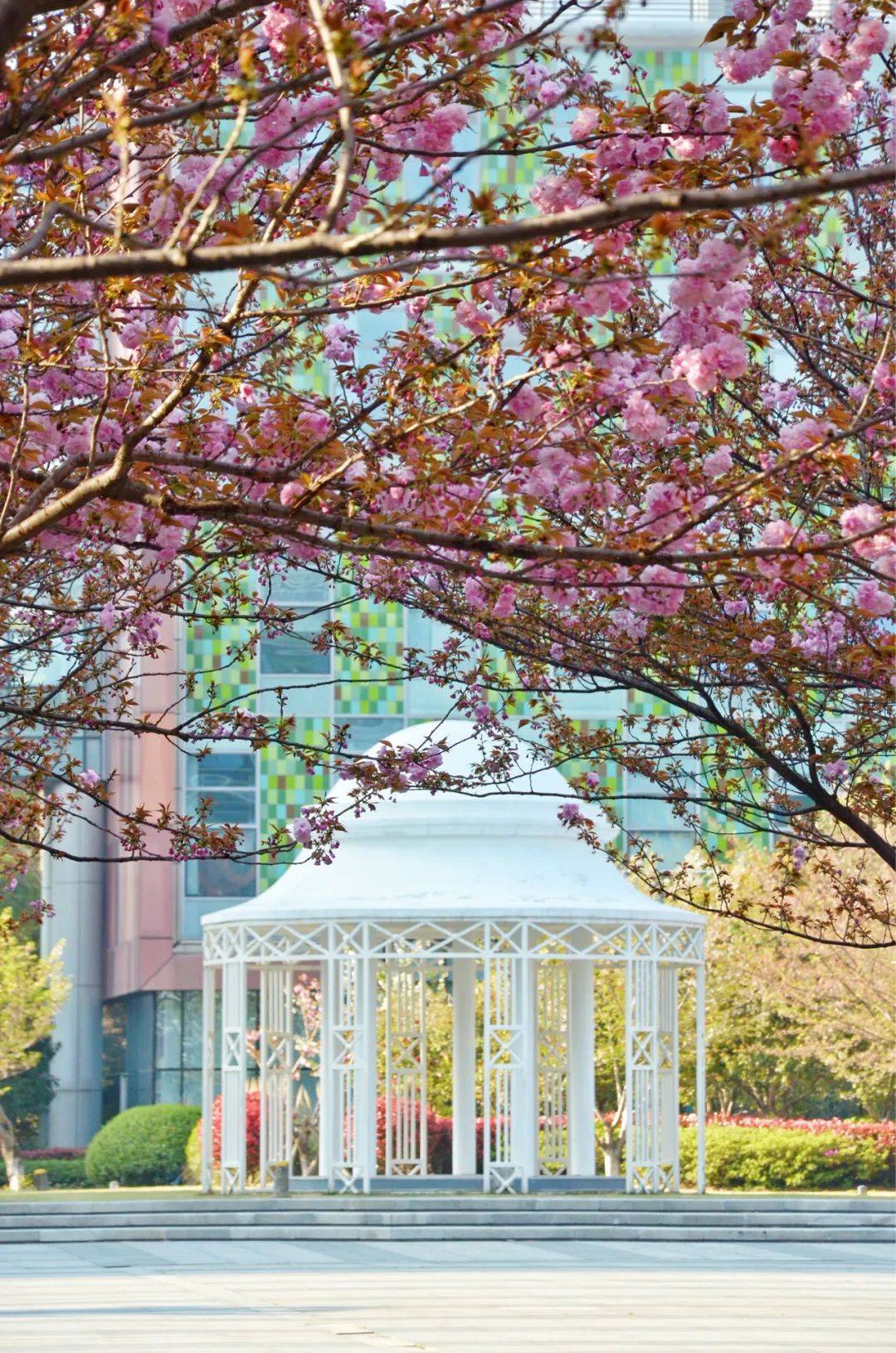 苏州西交利物浦大学 西浦校花换届啦