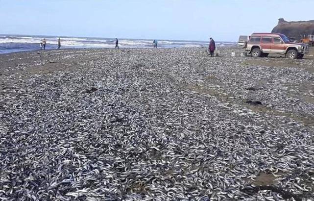 海滩冲上一群“怪鱼”，几十万条鱼在沙滩晒太阳，为何没人捡走？