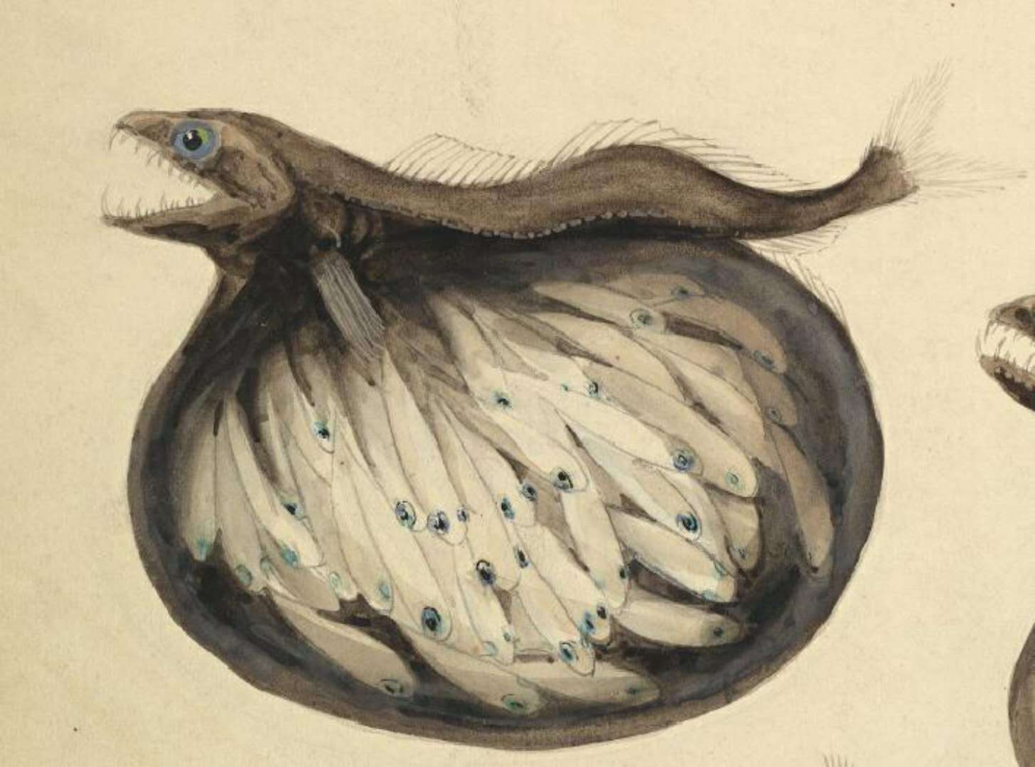 黑叉齿鱼深海恐怖吃货能吞下自身10倍体重的猎物且不被撑死