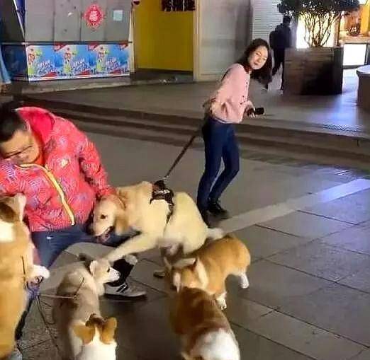 金毛帮女主找男友,看见男路人牵的一群母柯基,网友:这才是目的_狗狗