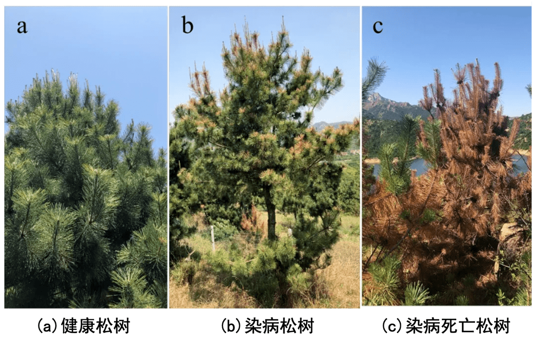 松树常见病虫害图谱图片
