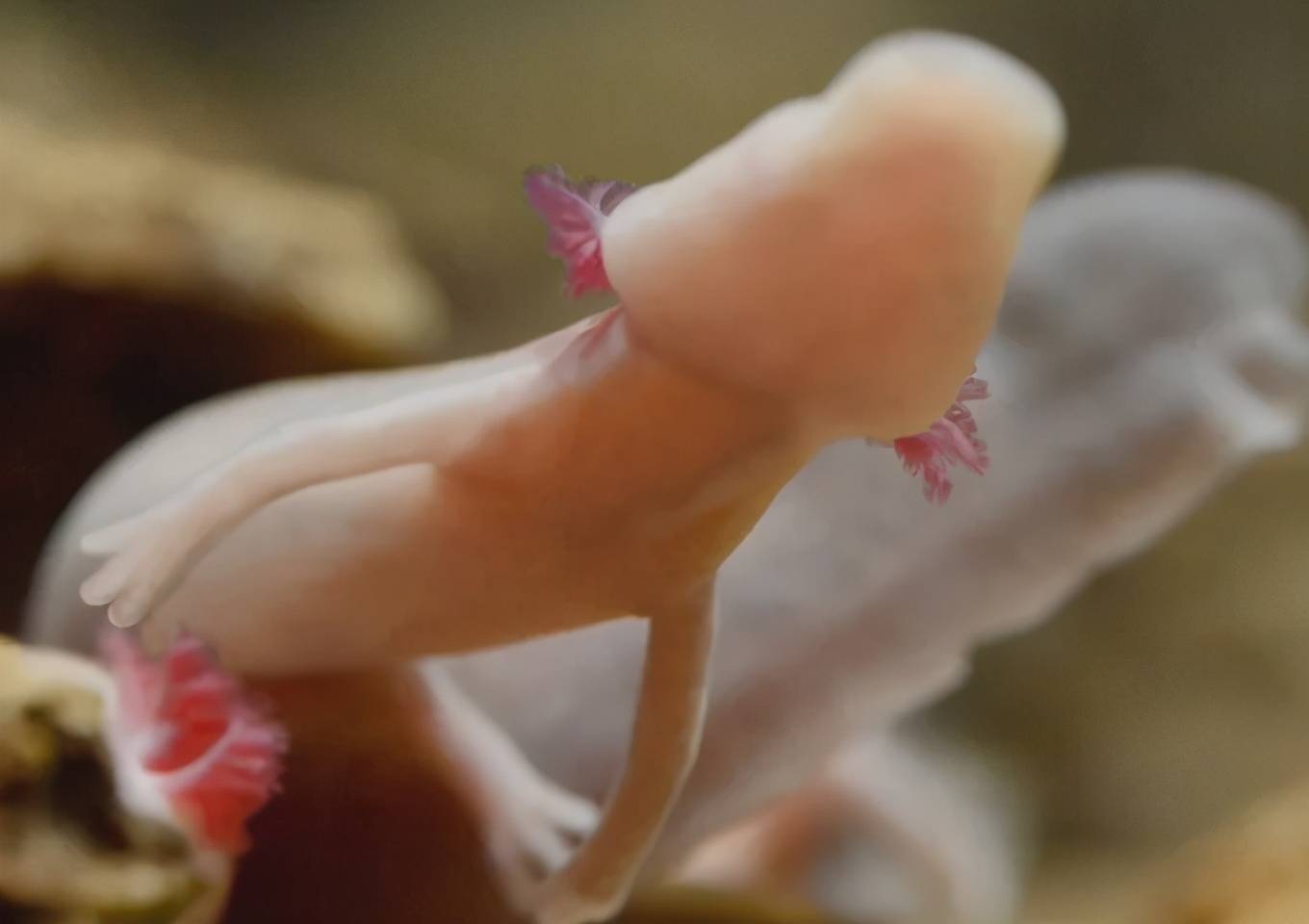 长像最接近龙的动物洞螈每12年才会交配一次到底有多懒