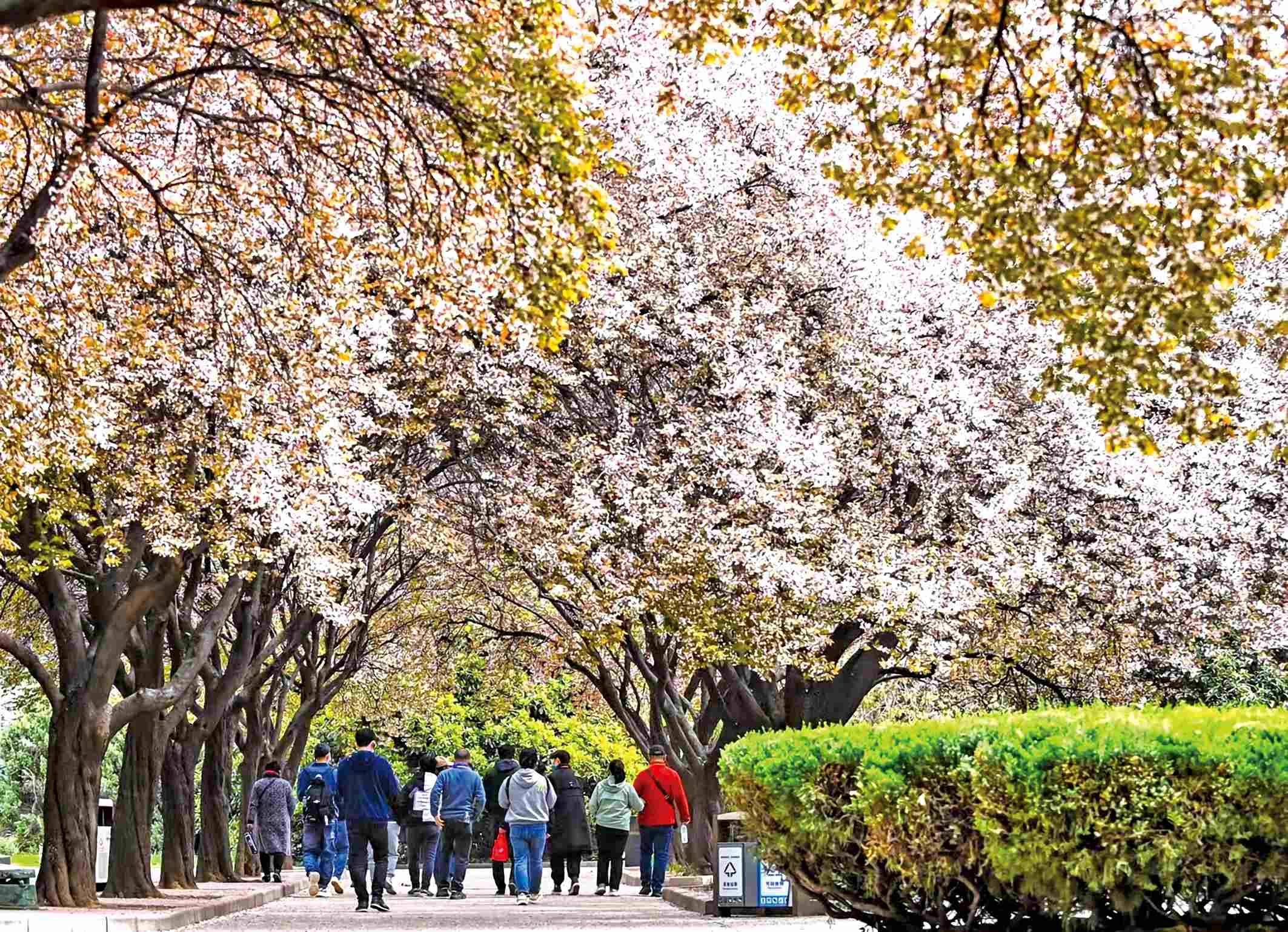 秦始皇帝陵博物院里樱花繁盛、游客争相打卡