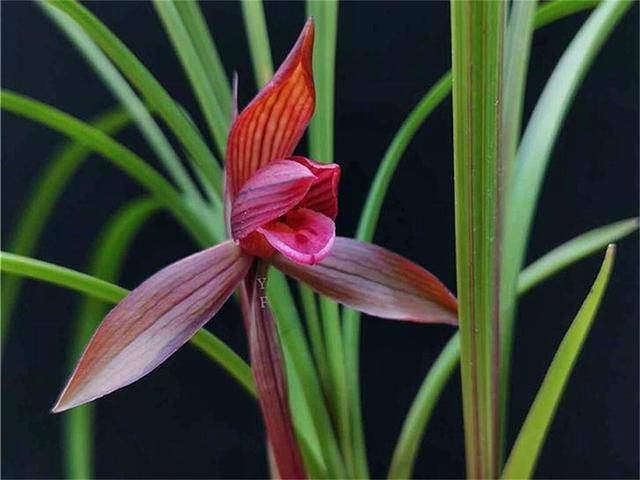 春兰十大红素之首"醉红素",红杆红花,兰香芬芳,适合新手花友_兰花