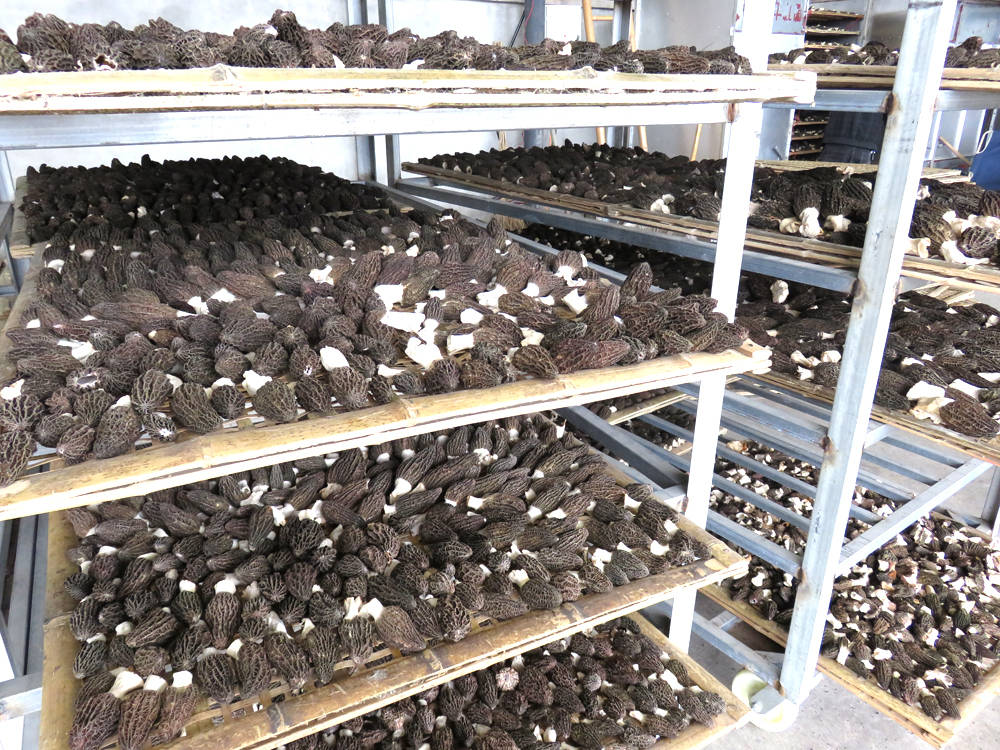 四川绵阳:千亩羊肚菌喜获丰收,价格上涨_栽培_鲜菇_产量