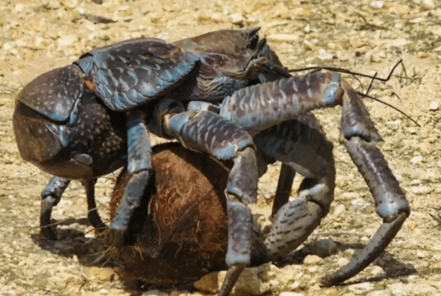 如今却正在遭受生存危机,毕竟椰子蟹再强也斗不过人