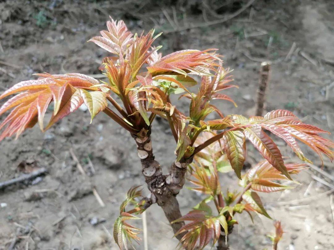 春季尝鲜树头菜