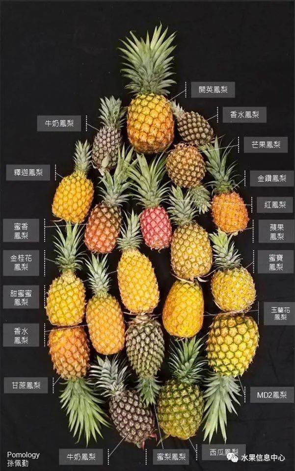 金钻凤梨,牛奶凤梨,香水凤梨,甘蔗凤梨,别傻傻分不清楚了_台农_品种