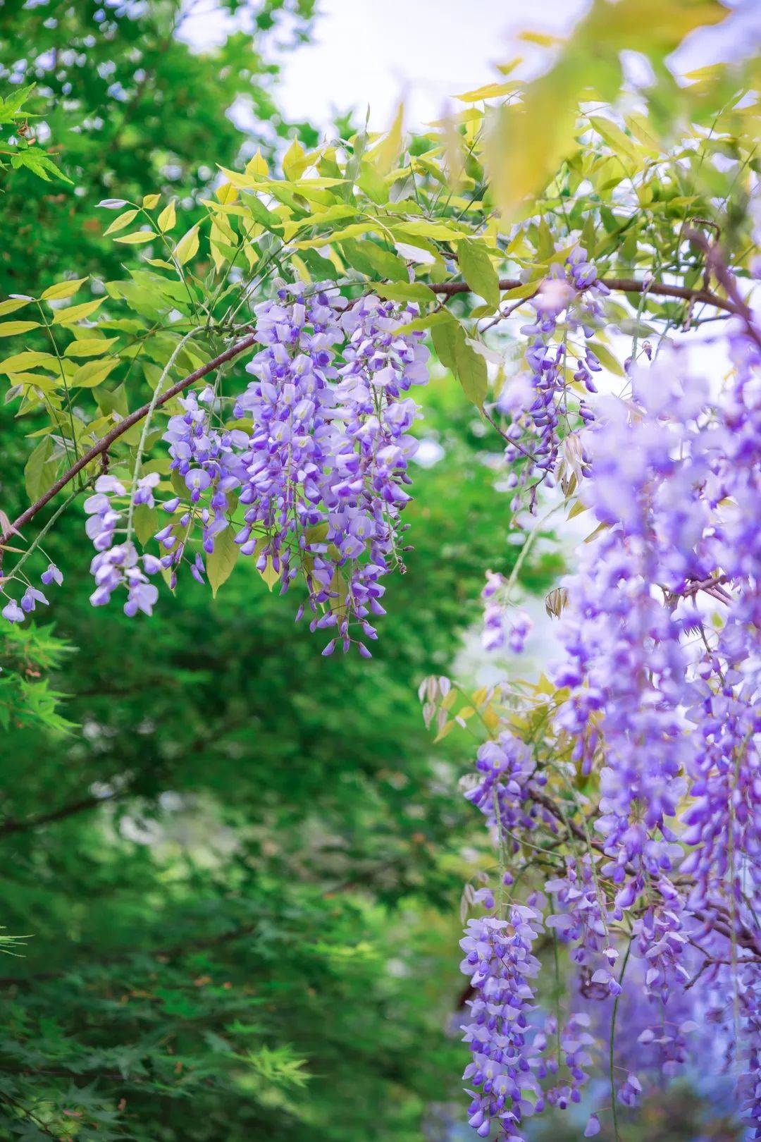小紫花朦朦胧胧的映着人,随手一拍都可以直接发朋友圈啦~除了紫藤花