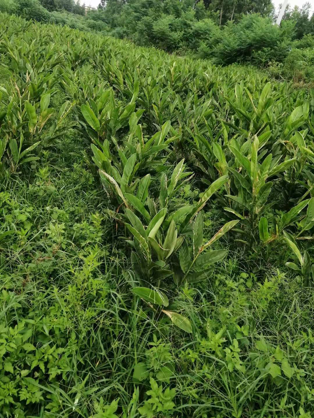 南姜,今年在各个地方也热种起来,由于大力发展乡村