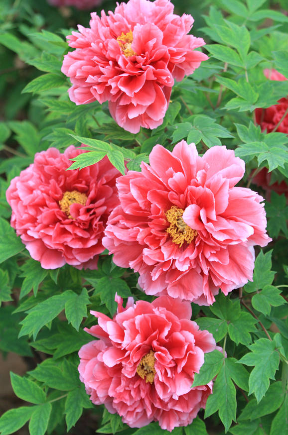 牡丹飘香花似锦