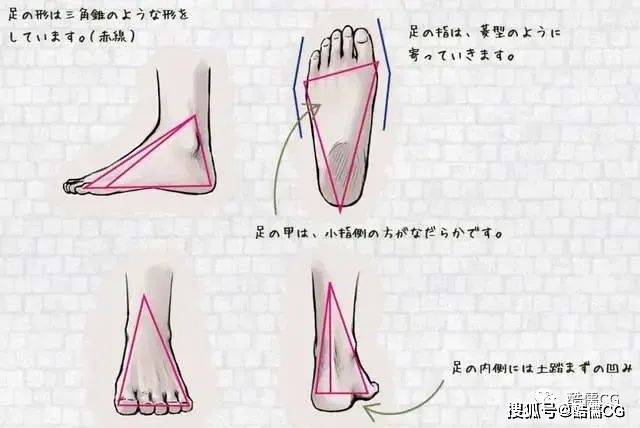 跟腱测量图解图片