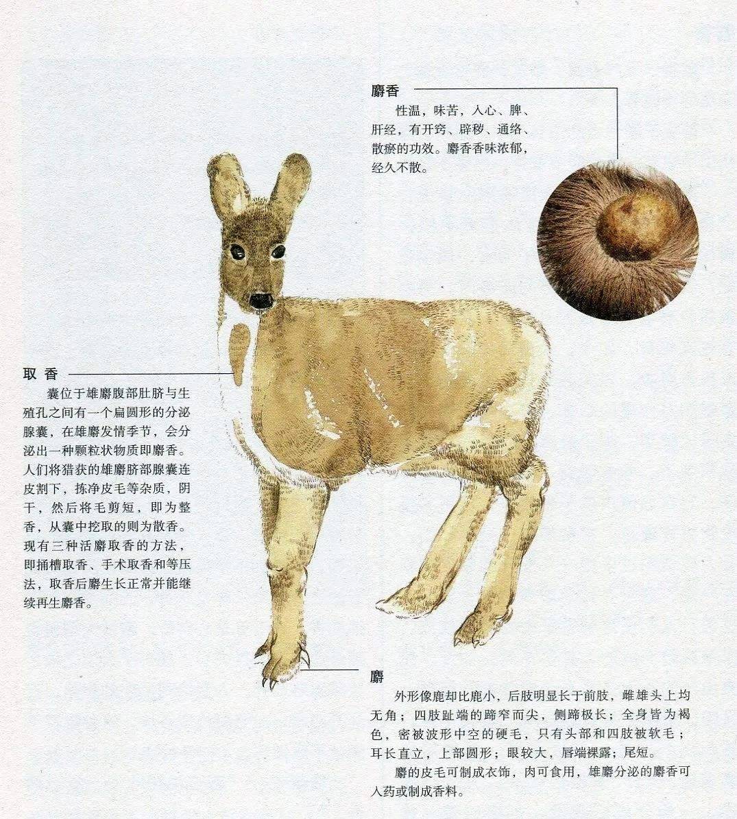 龙涎香_麝香_抹香鲸