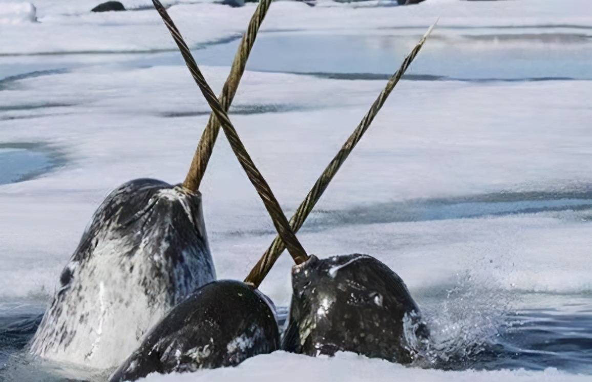 独角鲸世界上牙齿最硬的动物它的那根角是干嘛用的