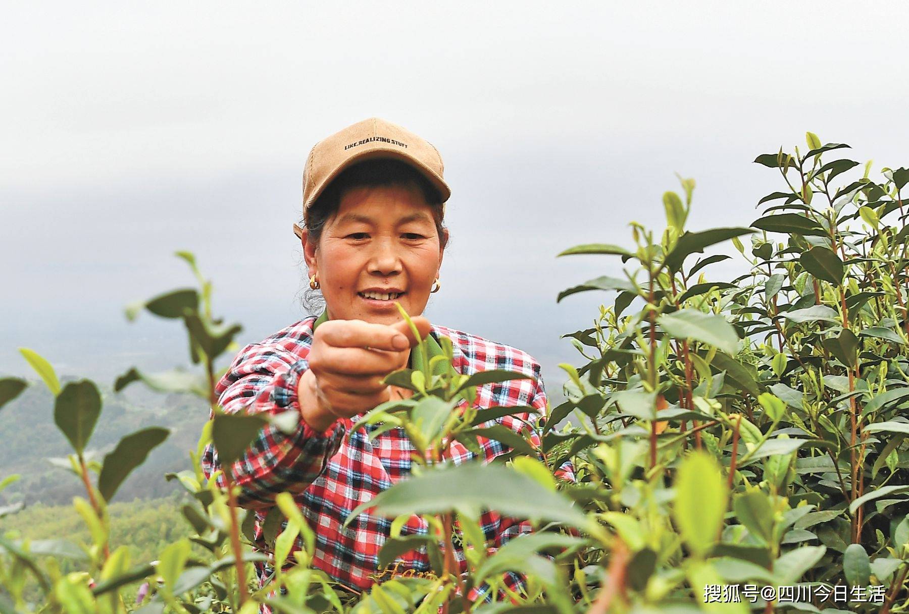 河北采茶客 入邻助春收