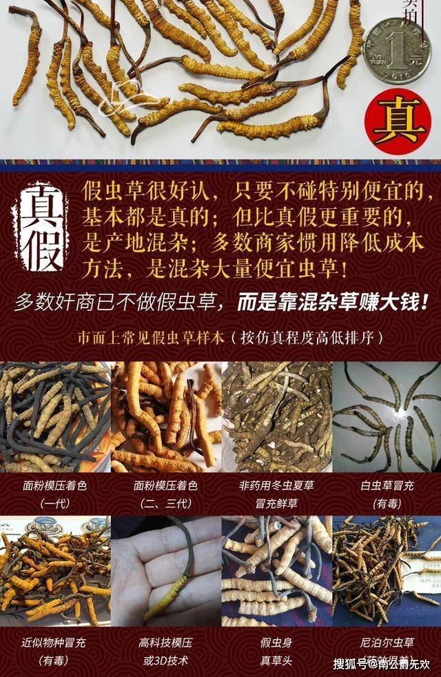 青海的虫草好还是那曲的虫草好青海与那曲的虫草哪个贵