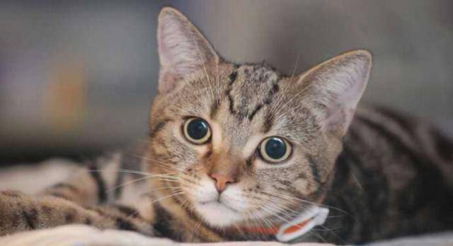 也不要给它很长时间,也不会有令人不快的气味,因为becaton猫非常爱的