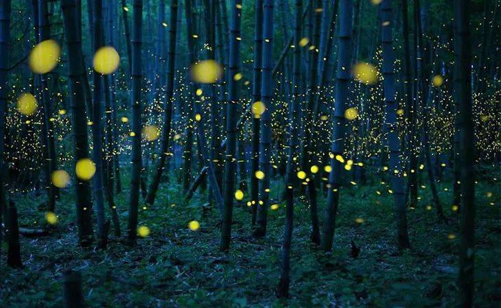 成都周边这些地方人少又好玩!_萤火_雪山_竹林